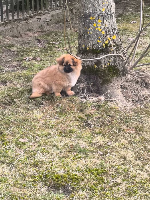 Śliczne szczeniaczki - suczki do adopcji