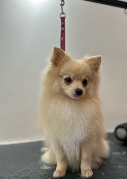 Вязка Хлопчика померанського шпица