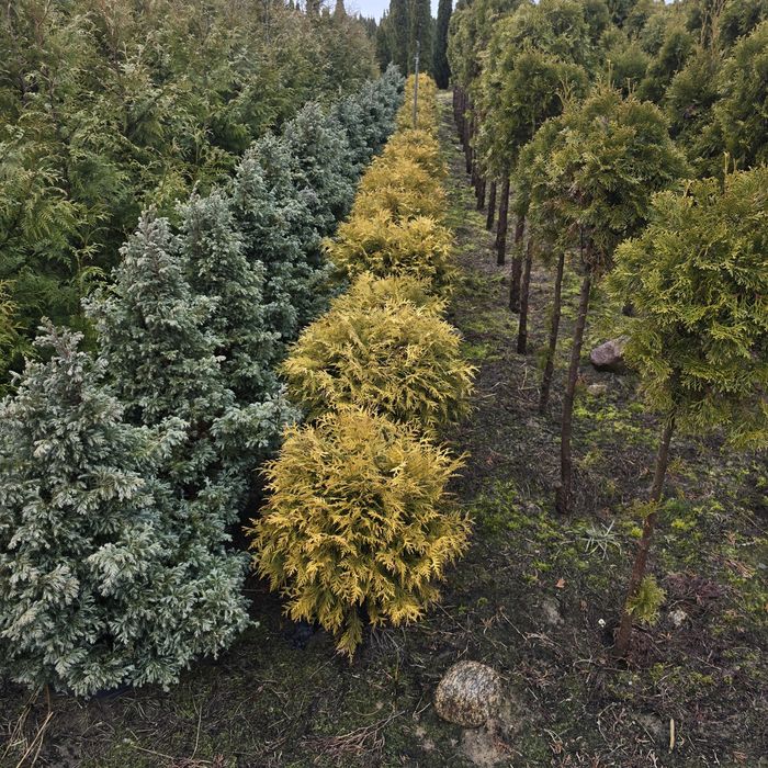 Tuja golden globe 40-150 cm tuje woodwardii kula zielona kule zolta