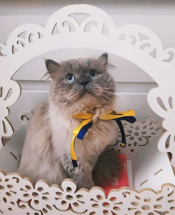 Клубний кіт шукає наречену