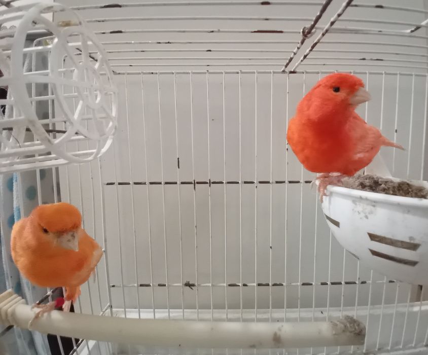 Casal de canários prontos a criar