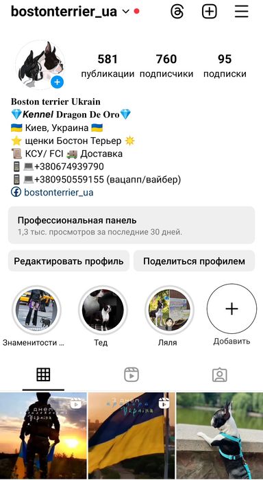 Бостон Терьер. Вязка
