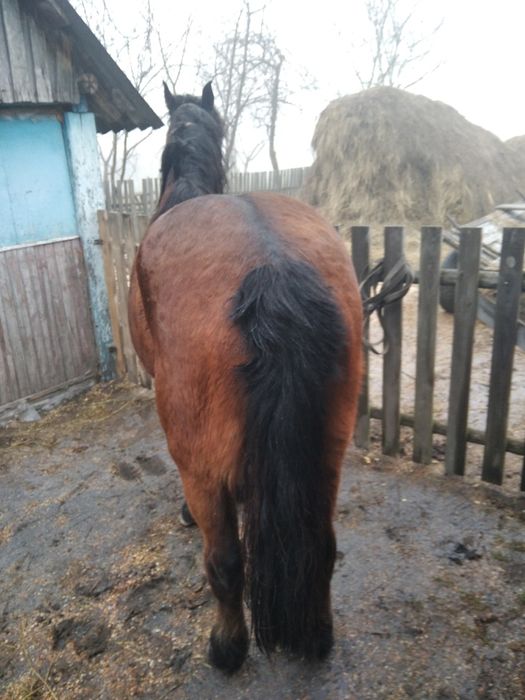 Продам кобилу робочу