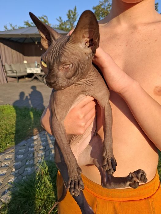 Uroczy czarny kocurek FPL  adopcja płatna