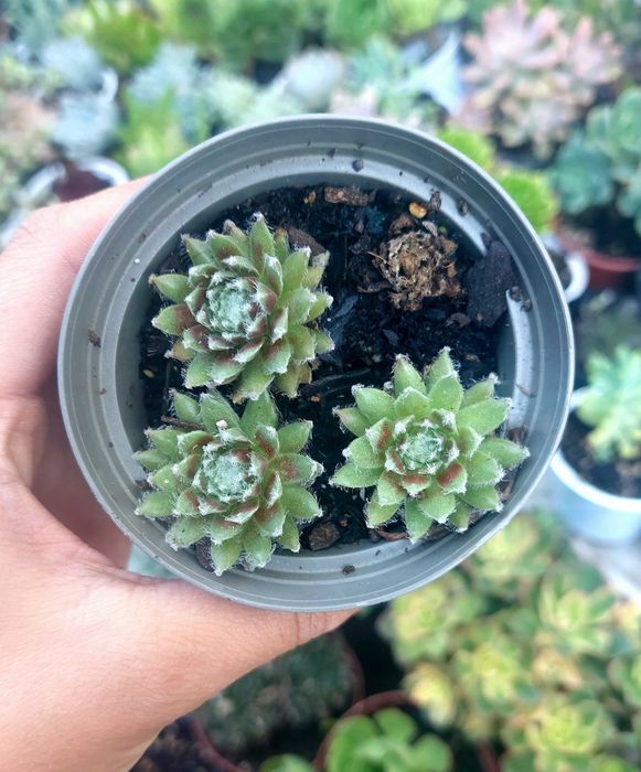 Suculentas 2€ cada