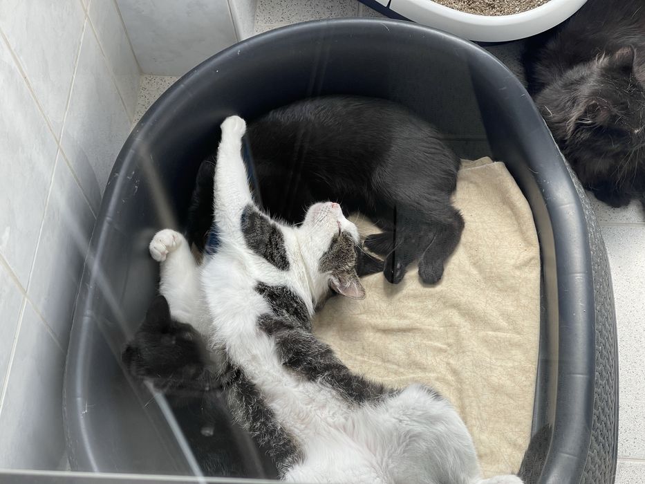 Doar gatinhos grandes