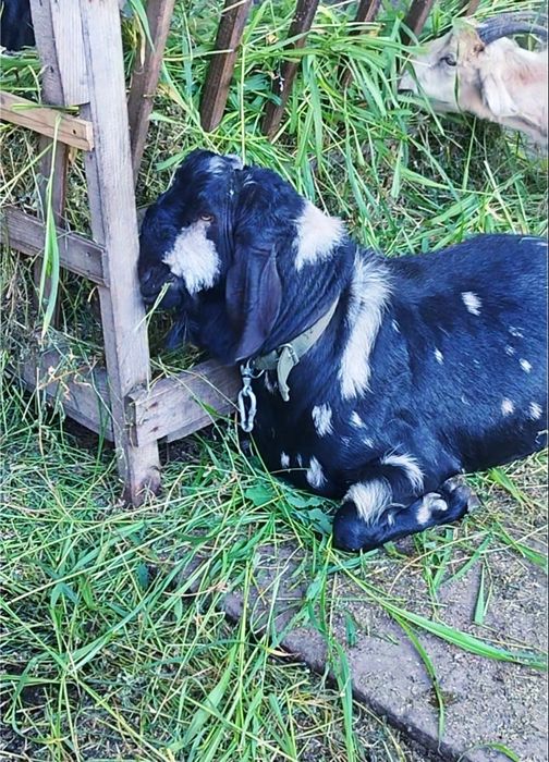 цап паровка англо нубійський