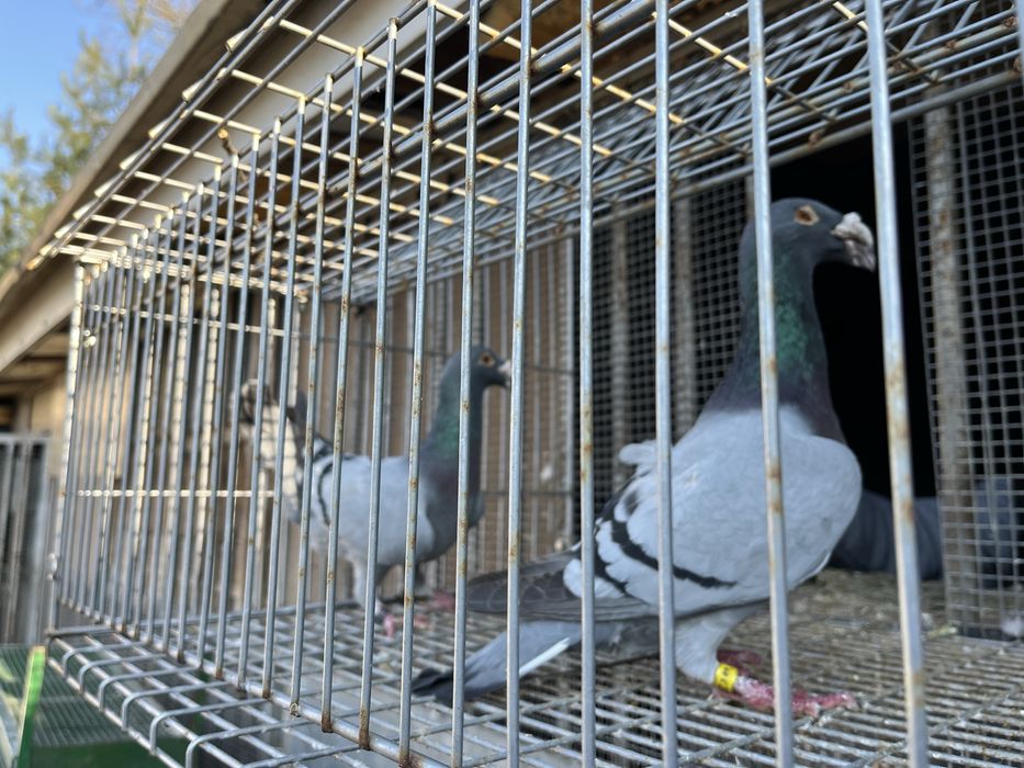 Gołębie rzeszowskie