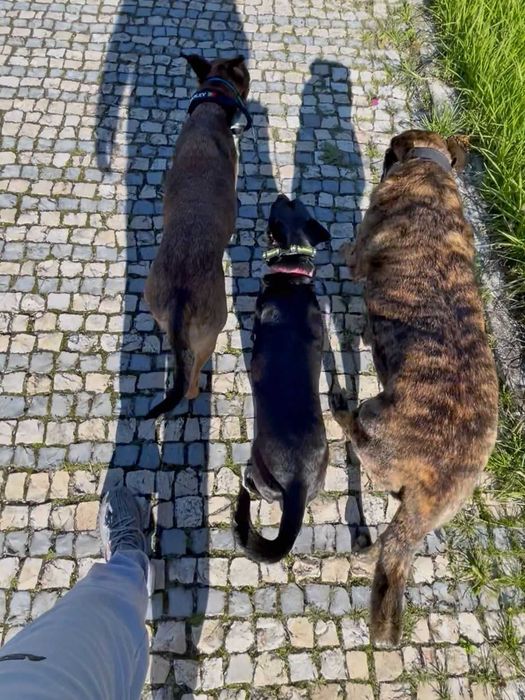 Treino Canino Balanceado em Lisboa e Setúbal – Treinador Alemão