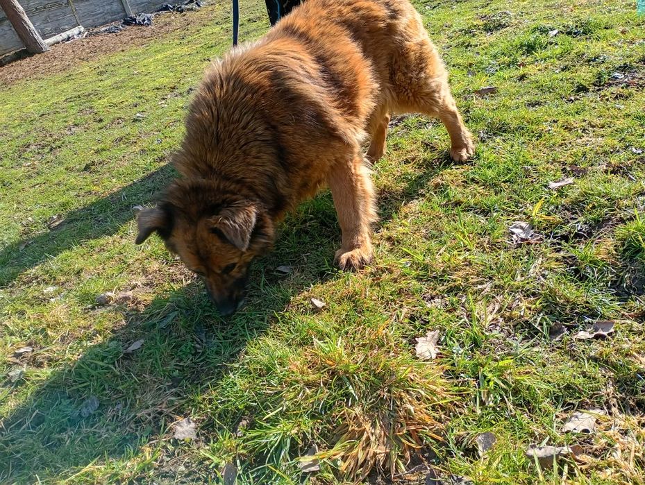 Oddam za darmo, do adopcji- prześliczna, wierna Azunia szuka domu