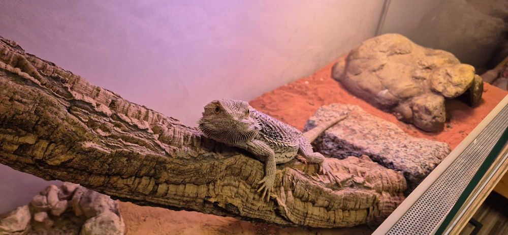 Sprzedam Agamę Brodatą wraz z terarium