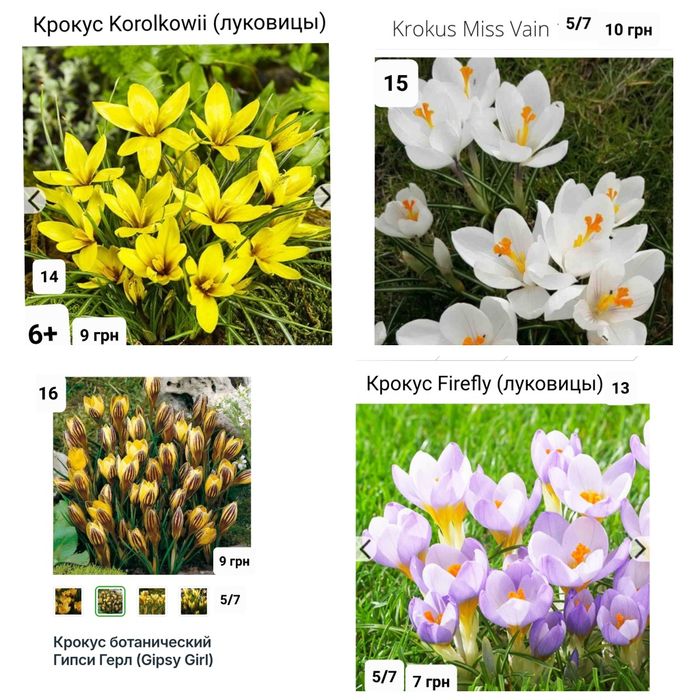 Крокуси великоквіткові і ботанічні Голандія