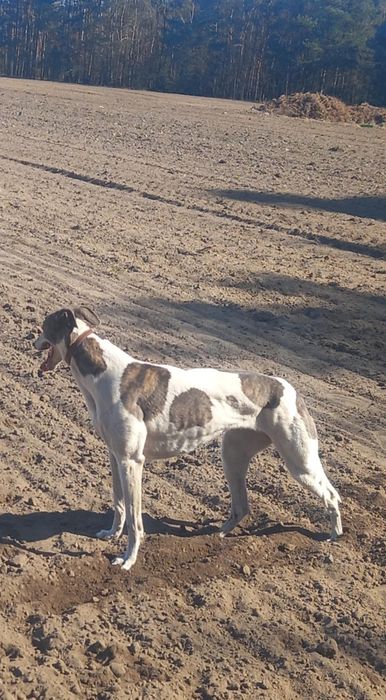 Greyhound suczka 2 letnia