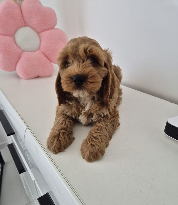 Cockapoo f1 Cockerspaniel & Pudel