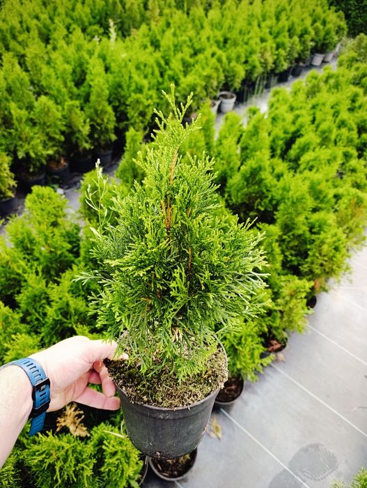 Tuja szmaragd 20-50cm