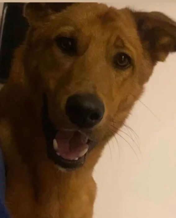 Adoção Responsável - Cão