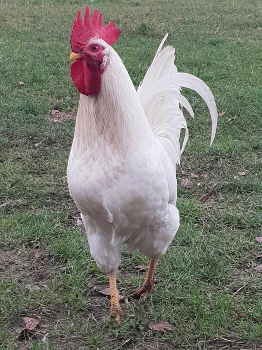 Kogut, koguty  leghorn włoszka wyayendotta brahma