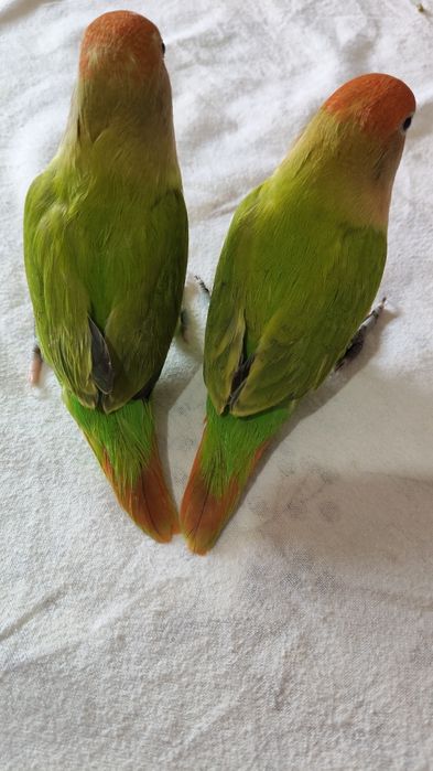 Agapórnis domesticados