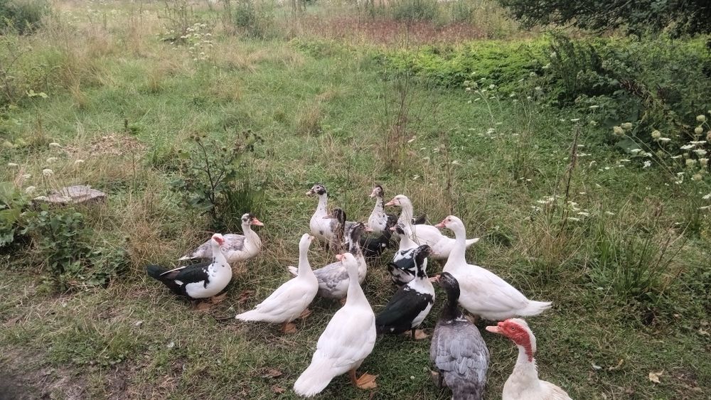 Продам мускусні качки (індокачкі)