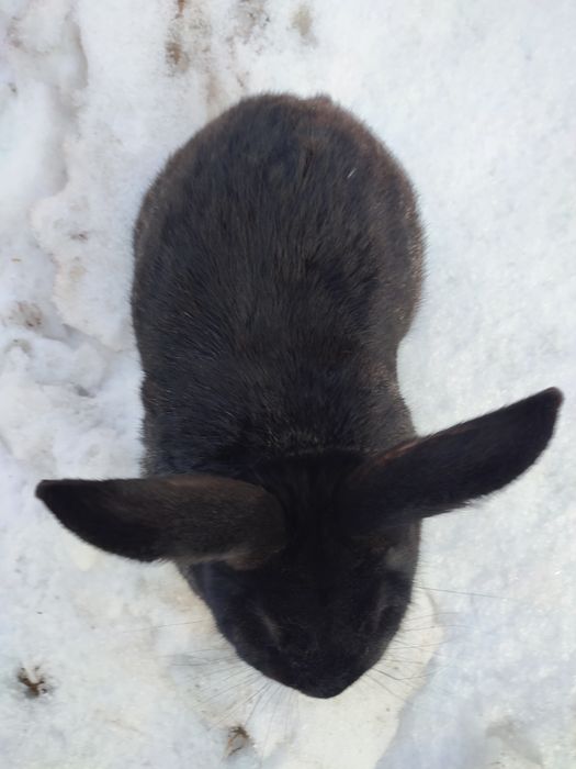 Króliki samce i samice