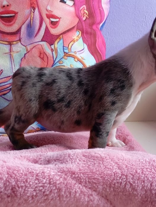 Девочка мерлешечка