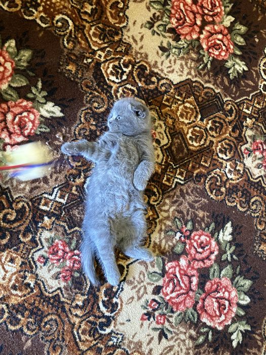 Продам шотландських кошенят