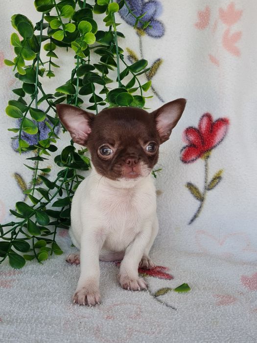 Excelente super miniatura menina Chihuahua/Chiuaua LinhagemRussa de Qualidade