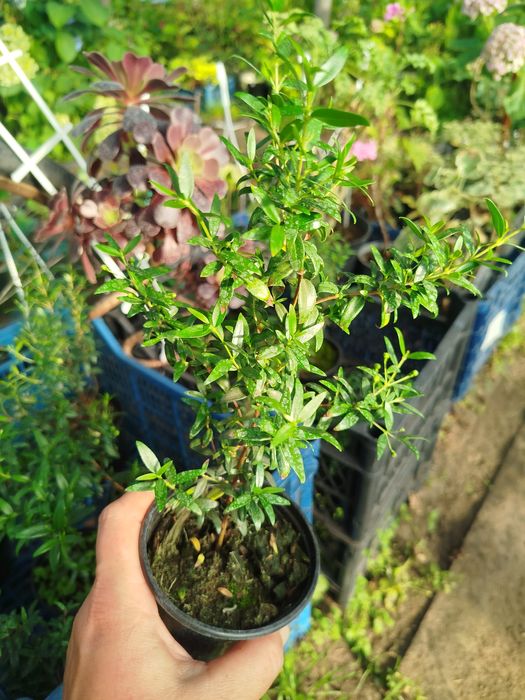Мирт деревця від 100 грн