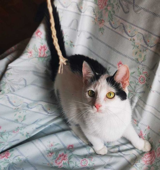 Amarie- słodka,spokojna koteczka do adopcji