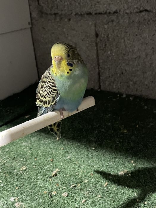 Piriquito australiano femea para ceder