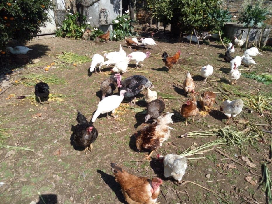 Ovos Caseiros do Campo (Dúzia 3,20€)