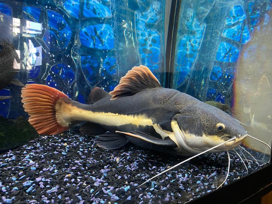 Червонохвостий (оринокський) сом (Phractocephalus hemioliopterus)