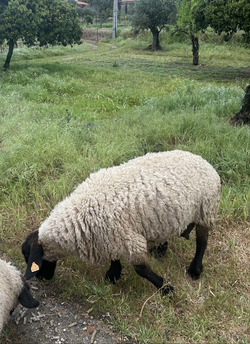 Ovelha Suffolk Pura Linha Inglesa!