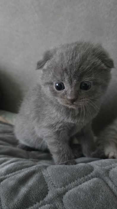 Висловухий хлопчик