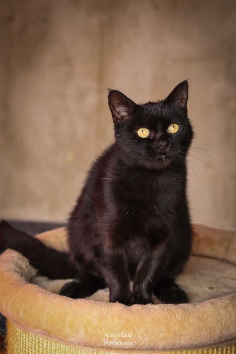 Magia – elegancka kocia dama o złotym sercu pragnie miłości