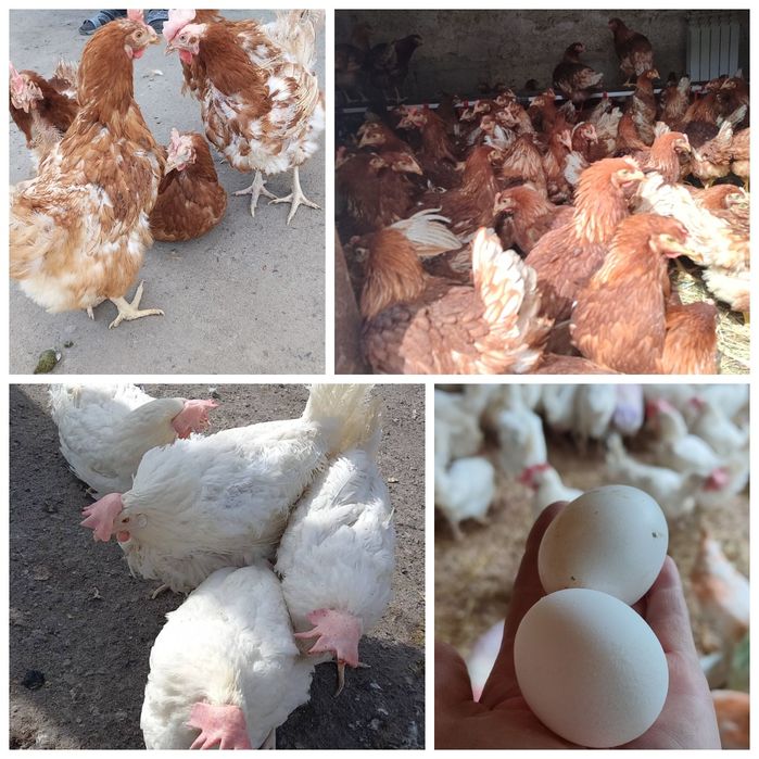 Куры, кури несушки