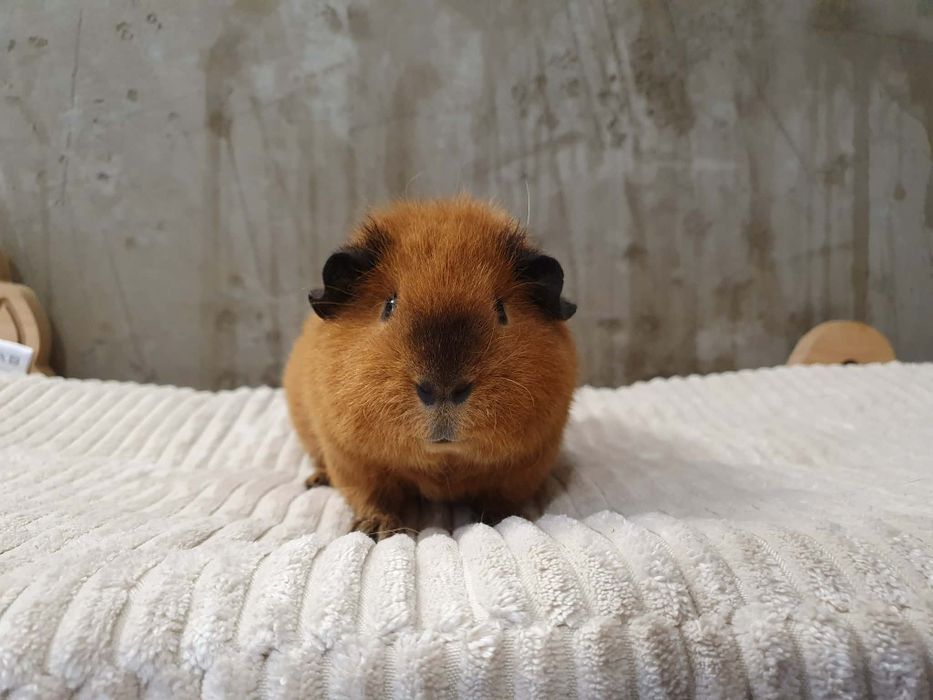 Świnka morska Us Teddy Samiec california