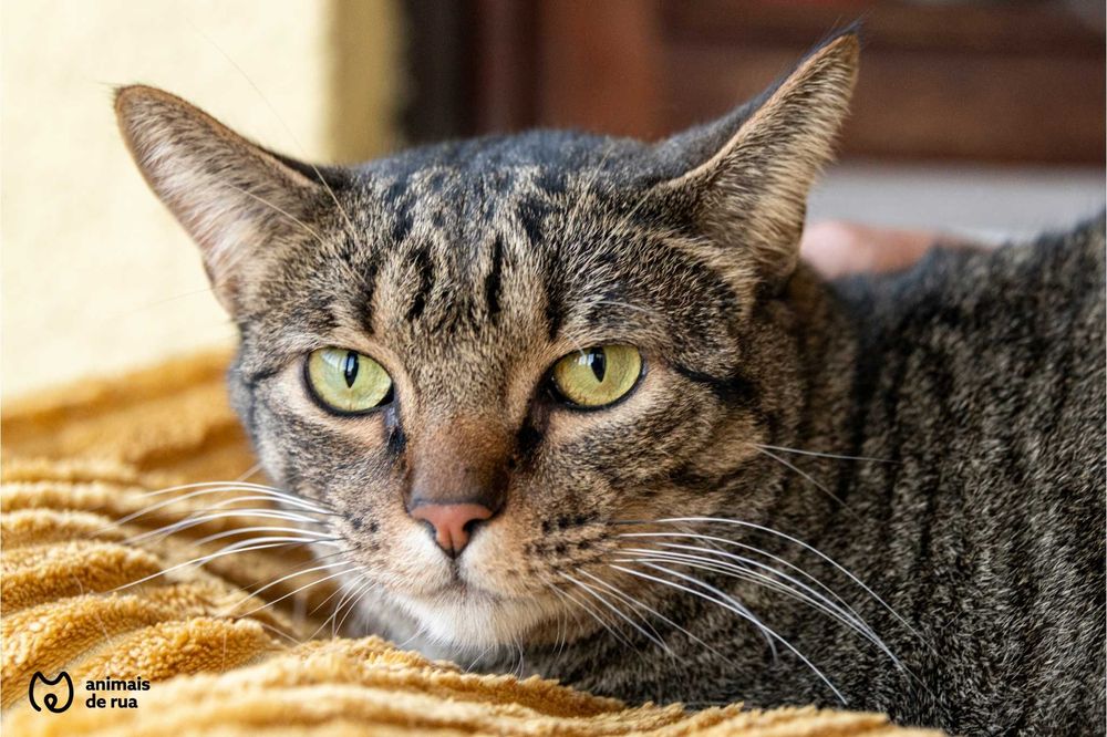 Simba | Para Adoção