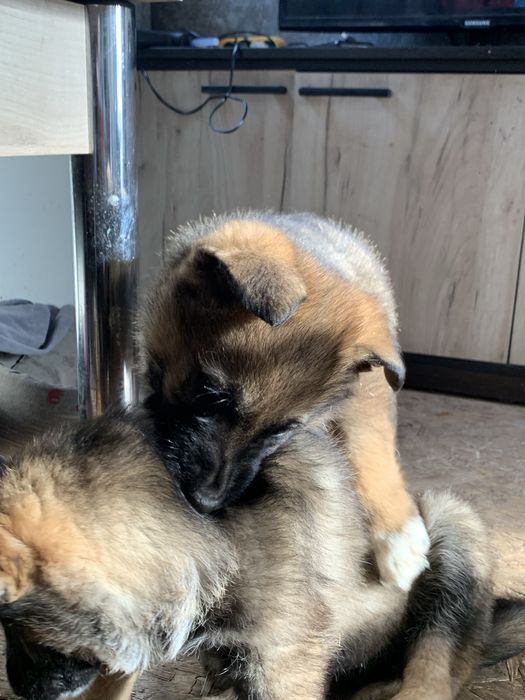 Овчарка немецкая