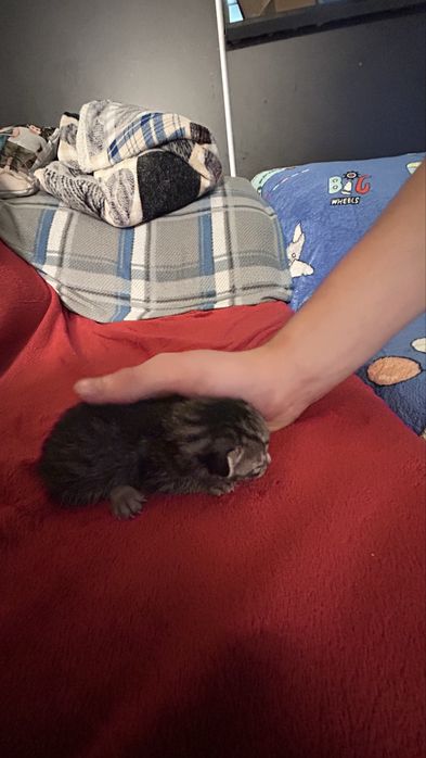 Gato bebé para adoção