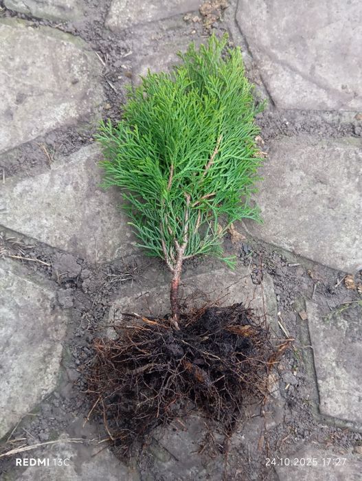 Саджанці Туя смарагд