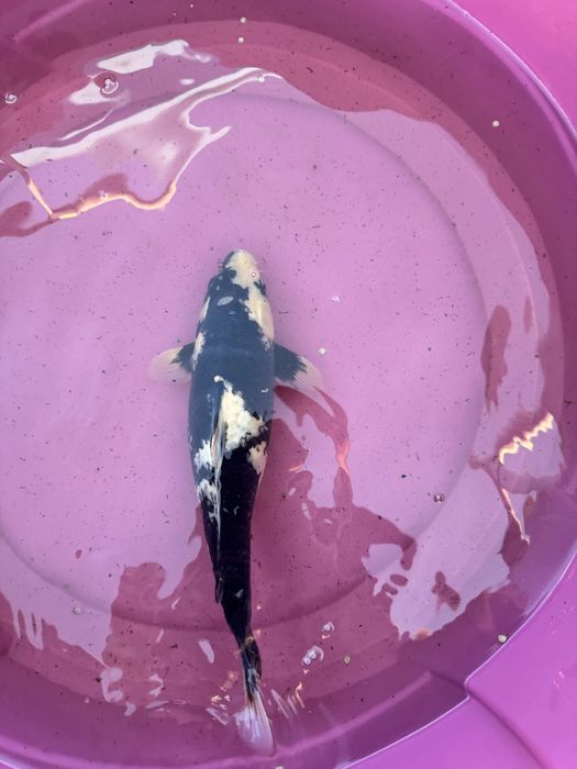 Carpa koi criacao 2024