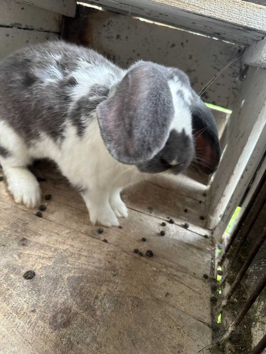 Sprzedam króliki – młode i dorosłe, samce i samice!