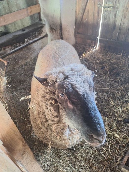 Owce sprzedam stado 11 sztuk