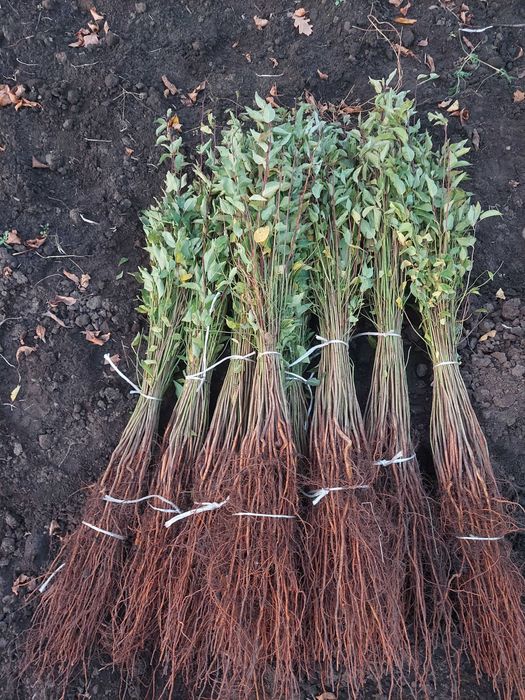 Підщепа аличі різні фракції