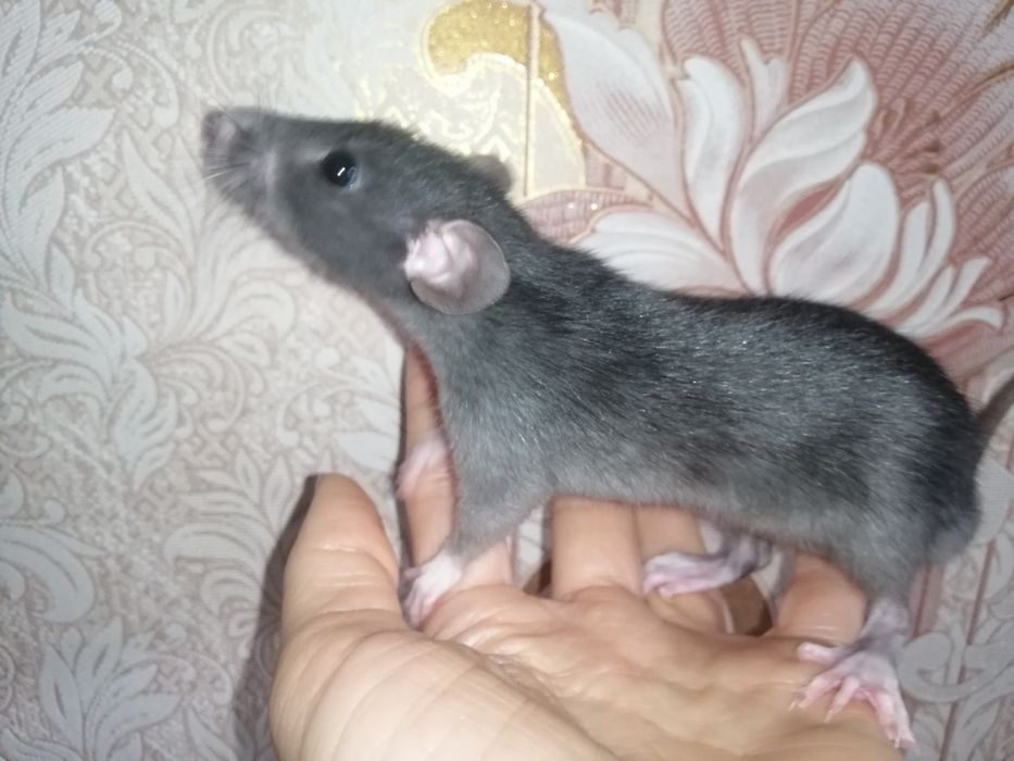 Криса дамбо, пацюк, щур, гризун декоративний ,крисята, крыса