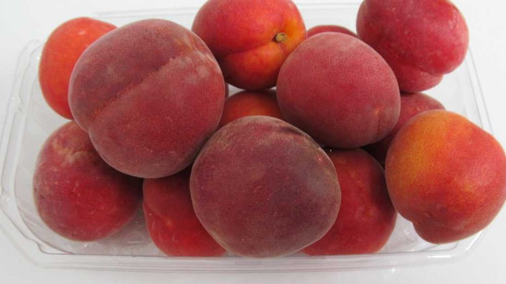 NOVIDADE  Árvore de ALPERCE VERMELHO