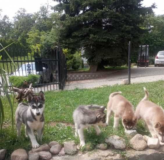 Szczeniaki syberian husky z Rodowodem