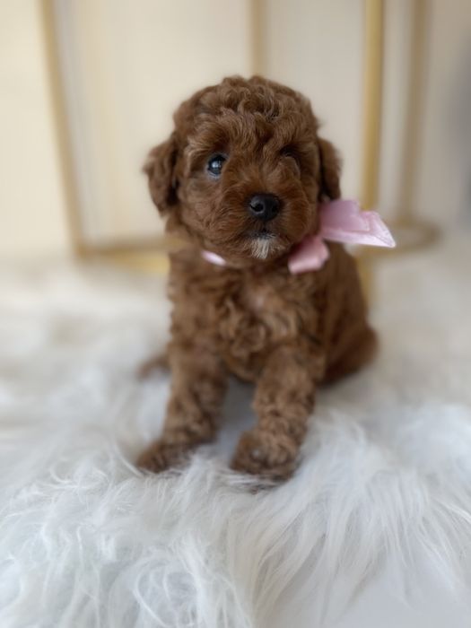 VIP Той-Пуделі — Гарантовано закохаєтесь з першого погляду