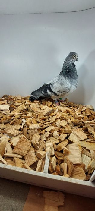 Szek, szeki, krotkodzioby polski, szymel